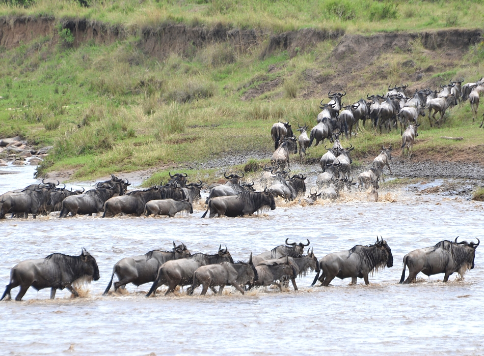 A jeep on a vast savannah with a sunset background during an African safari.